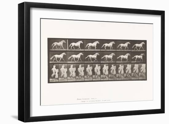 Plate 596. Trotting; Free; Light-Gray Horse Eagle, 1885 (Collotype on Paper)-Eadweard Muybridge-Framed Giclee Print