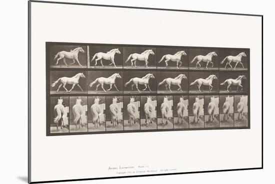 Plate 596. Trotting; Free; Light-Gray Horse Eagle, 1885 (Collotype on Paper)-Eadweard Muybridge-Mounted Giclee Print