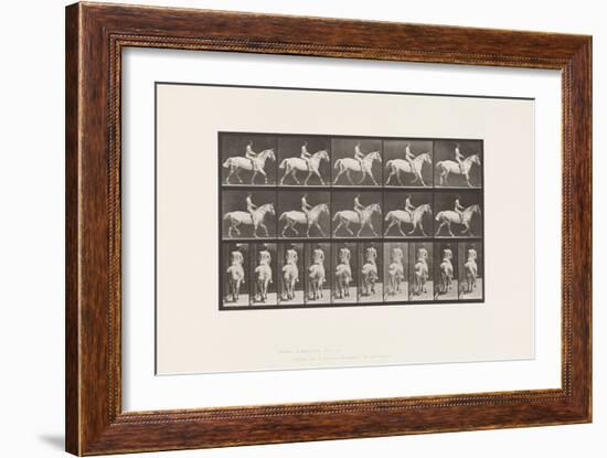 Plate 603. Trotting; Saddle; Ride, 43, Wide, Light-Gray Horse Smith, 1885 (Collotype on Paper)-Eadweard Muybridge-Framed Giclee Print