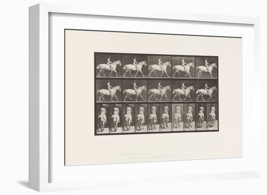 Plate 603. Trotting; Saddle; Ride, 43, Wide, Light-Gray Horse Smith, 1885 (Collotype on Paper)-Eadweard Muybridge-Framed Giclee Print