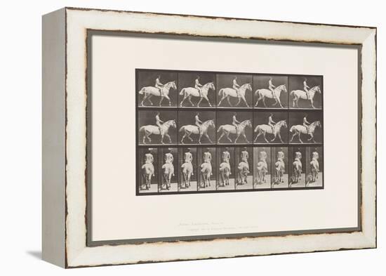 Plate 603. Trotting; Saddle; Ride, 43, Wide, Light-Gray Horse Smith, 1885 (Collotype on Paper)-Eadweard Muybridge-Framed Premier Image Canvas