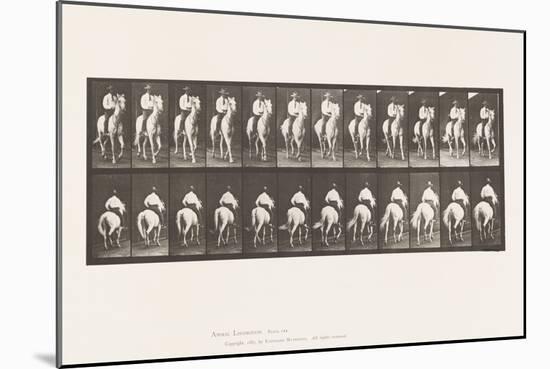 Plate 604. Trotting; Saddle; White Horse, Elberon, 1885 (Collotype on Paper)-Eadweard Muybridge-Mounted Giclee Print