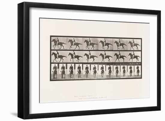 Plate 618. Canter; Sudde; Brown Horse Middleton, 1885 (Collotype on Paper)-Eadweard Muybridge-Framed Giclee Print