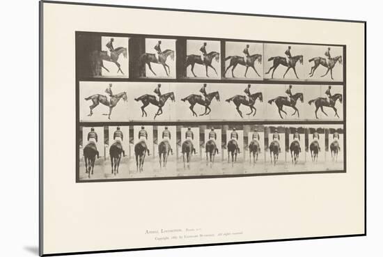 Plate 620. Canter; Saddle; Thoroughbred Bay Mare Annie 6., 1885 (Collotype on Paper)-Eadweard Muybridge-Mounted Giclee Print
