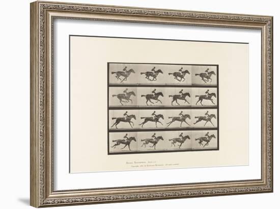 Plate 626. Gallop; Thoroughbred Bay Mare Annie G., 1885 (Collotype on Paper)-Eadweard Muybridge-Framed Giclee Print