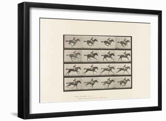 Plate 626. Gallop; Thoroughbred Bay Mare Annie G., 1885 (Collotype on Paper)-Eadweard Muybridge-Framed Giclee Print