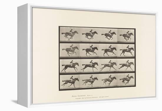 Plate 626. Gallop; Thoroughbred Bay Mare Annie G., 1885 (Collotype on Paper)-Eadweard Muybridge-Framed Premier Image Canvas