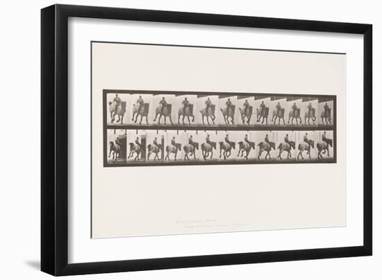 Plate 629. Gallop; Bareback; Belgian Draught Horse Hansel, 1885 (Collotype on Paper)-Eadweard Muybridge-Framed Giclee Print