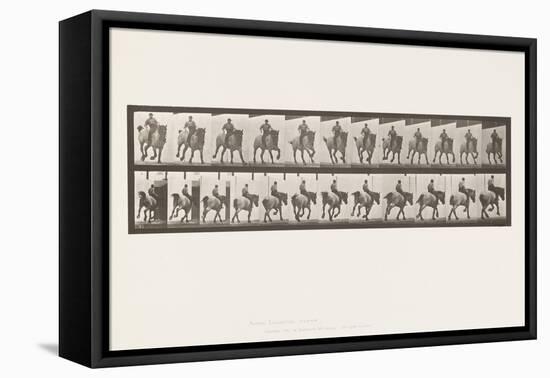 Plate 629. Gallop; Bareback; Belgian Draught Horse Hansel, 1885 (Collotype on Paper)-Eadweard Muybridge-Framed Premier Image Canvas