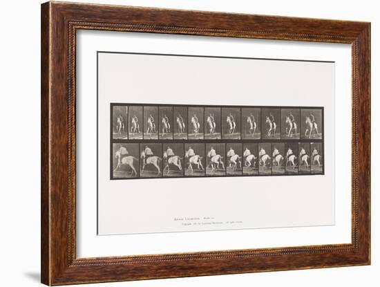 Plate 630. Gallop; Saddle; Gray Mare Pandora, 1885 (Collotype on Paper)-Eadweard Muybridge-Framed Giclee Print