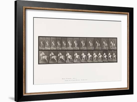 Plate 630. Gallop; Saddle; Gray Mare Pandora, 1885 (Collotype on Paper)-Eadweard Muybridge-Framed Giclee Print