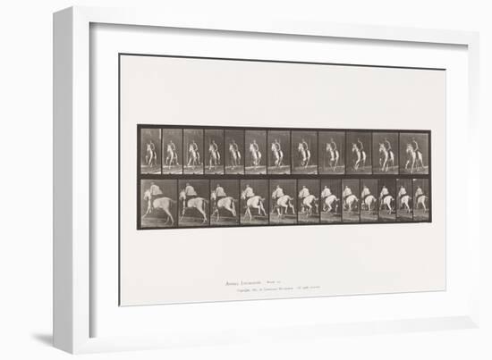 Plate 630. Gallop; Saddle; Gray Mare Pandora, 1885 (Collotype on Paper)-Eadweard Muybridge-Framed Giclee Print