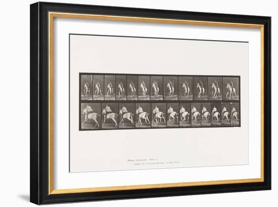 Plate 630. Gallop; Saddle; Gray Mare Pandora, 1885 (Collotype on Paper)-Eadweard Muybridge-Framed Giclee Print