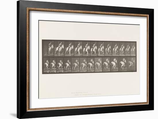 Plate 635. Gallop; Saddle; Gray Mare, Pandora, 1885 (Collotype on Paper)-Eadweard Muybridge-Framed Giclee Print