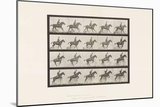 Plate 636. Jumping a Hurdle; Saddle; Preparing for the Leap, 1885 (Collotype on Paper)-Eadweard Muybridge-Mounted Giclee Print