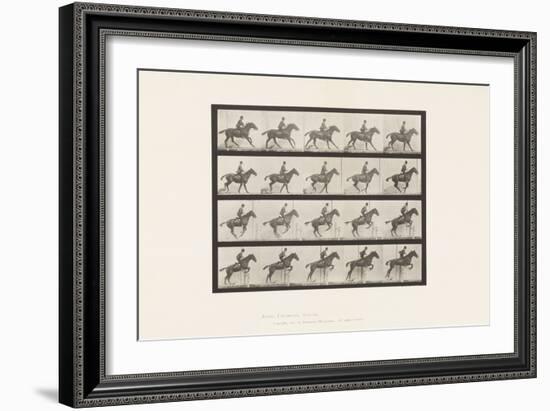 Plate 636. Jumping a Hurdle; Saddle; Preparing for the Leap, 1885 (Collotype on Paper)-Eadweard Muybridge-Framed Giclee Print