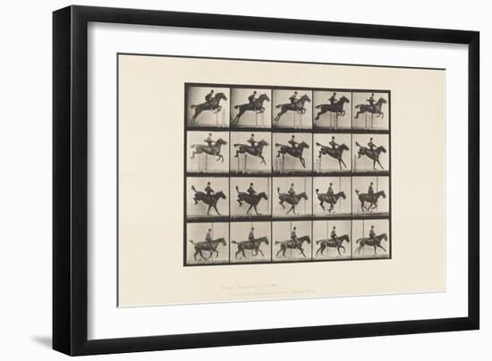 Plate 637. Jumping a Hurdle; Saddle; Clearing; Landing &, 1885 (Collotype on Paper)-Eadweard Muybridge-Framed Giclee Print