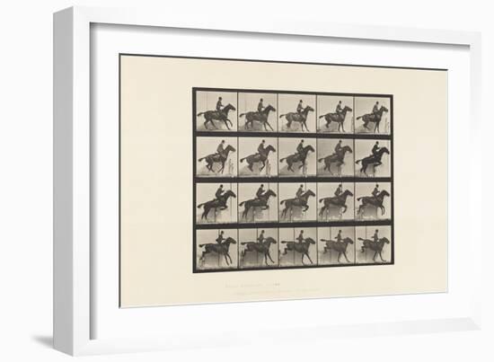 Plate 638. Jumping a Hurdle; Saddle; Bay Horse Daisy, 1885 (Collotype on Paper)-Eadweard Muybridge-Framed Giclee Print