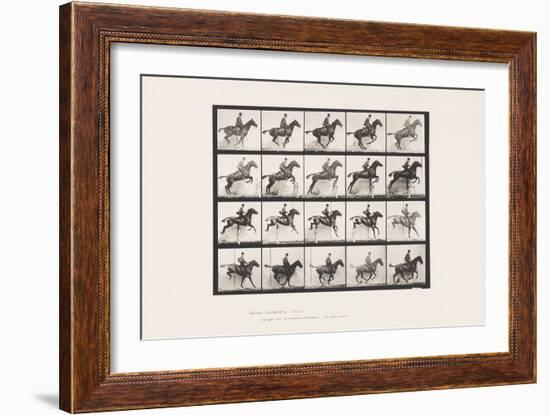 Plate 640. Jumping a Hurdle; Saddle; Bay Horse Daisy, 1885 (Collotype on Paper)-Eadweard Muybridge-Framed Giclee Print