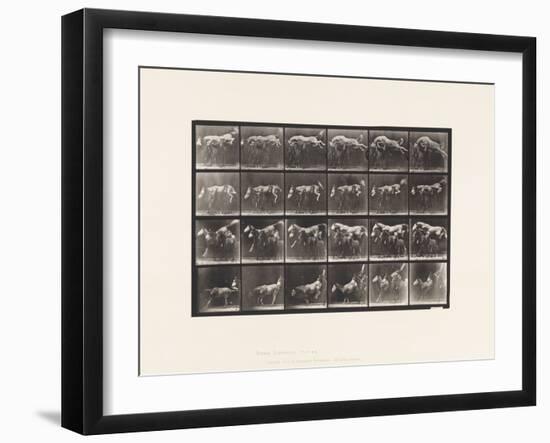 Plate 648. Jumping over Three Horses; A,B; Chestnut Horse Hornet, 1885 (Collotype on Paper)-Eadweard Muybridge-Framed Giclee Print