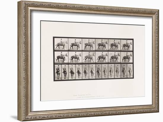 Plate 653. Walking; Saddle; Lame, right Front Foot;Horse-Buckskin, 1885 (Collotype on Paper)-Eadweard Muybridge-Framed Giclee Print