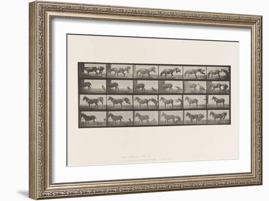 Plate 663. Mule; A, B, A Refractory Animal Denver, 1885 (Collotype on Paper)-Eadweard Muybridge-Framed Giclee Print