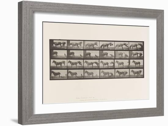 Plate 663. Mule; A, B, A Refractory Animal Denver, 1885 (Collotype on Paper)-Eadweard Muybridge-Framed Giclee Print