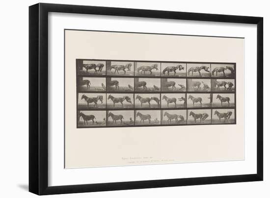 Plate 663. Mule; A, B, A Refractory Animal Denver, 1885 (Collotype on Paper)-Eadweard Muybridge-Framed Giclee Print