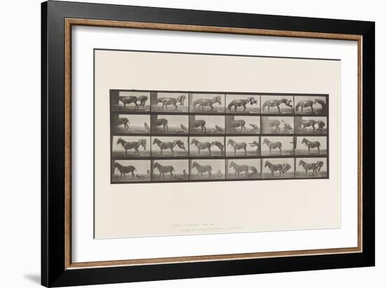 Plate 663. Mule; A, B, A Refractory Animal Denver, 1885 (Collotype on Paper)-Eadweard Muybridge-Framed Giclee Print