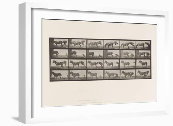 Plate 663. Mule; A, B, A Refractory Animal Denver, 1885 (Collotype on Paper)-Eadweard Muybridge-Framed Giclee Print