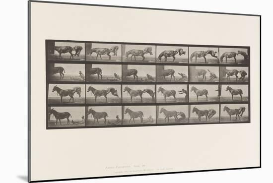 Plate 663. Mule; A, B, A Refractory Animal Denver, 1885 (Collotype on Paper)-Eadweard Muybridge-Mounted Giclee Print