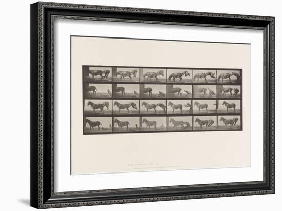 Plate 663. Mule; A, B, A Refractory Animal Denver, 1885 (Collotype on Paper)-Eadweard Muybridge-Framed Giclee Print