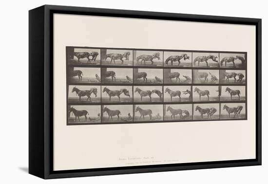 Plate 663. Mule; A, B, A Refractory Animal Denver, 1885 (Collotype on Paper)-Eadweard Muybridge-Framed Premier Image Canvas