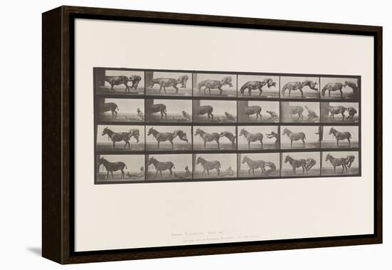 Plate 663. Mule; A, B, A Refractory Animal Denver, 1885 (Collotype on Paper)-Eadweard Muybridge-Framed Premier Image Canvas