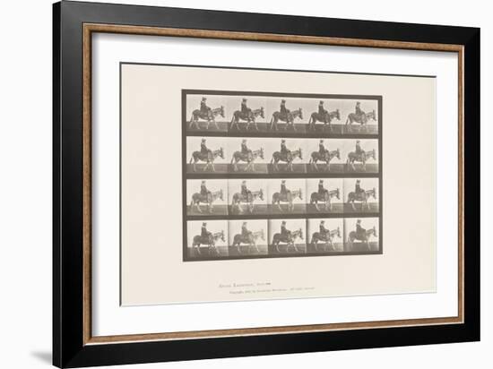 Plate 666. Ass; Walking; Saddle; A Girl Riding, Zoo, 1885 (Collotype on Paper)-Eadweard Muybridge-Framed Giclee Print