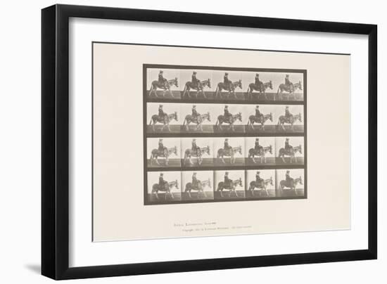 Plate 666. Ass; Walking; Saddle; A Girl Riding, Zoo, 1885 (Collotype on Paper)-Eadweard Muybridge-Framed Giclee Print