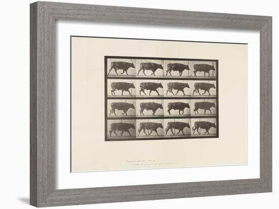 Plate 672. Ox; Trotting, 1885 (Collotype on Paper)-Eadweard Muybridge-Framed Giclee Print