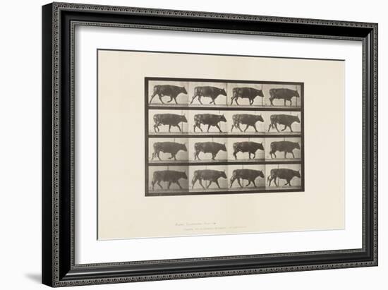 Plate 672. Ox; Trotting, 1885 (Collotype on Paper)-Eadweard Muybridge-Framed Giclee Print