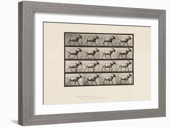 Plate 676. Goat; Walking, 1885 (Collotype on Paper)-Eadweard Muybridge-Framed Premium Giclee Print