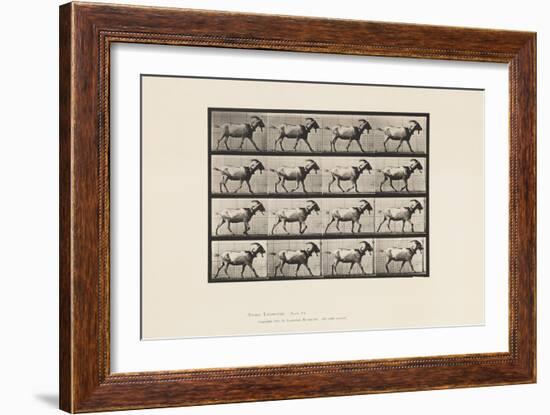 Plate 676. Goat; Walking, 1885 (Collotype on Paper)-Eadweard Muybridge-Framed Premium Giclee Print