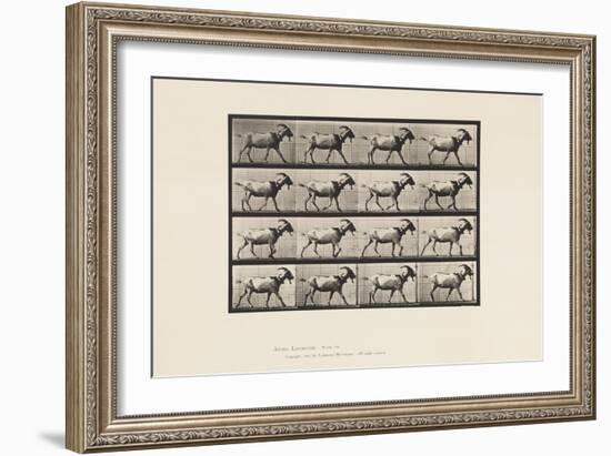 Plate 676. Goat; Walking, 1885 (Collotype on Paper)-Eadweard Muybridge-Framed Giclee Print