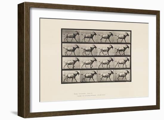 Plate 676. Goat; Walking, 1885 (Collotype on Paper)-Eadweard Muybridge-Framed Giclee Print