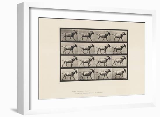 Plate 676. Goat; Walking, 1885 (Collotype on Paper)-Eadweard Muybridge-Framed Giclee Print