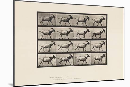 Plate 676. Goat; Walking, 1885 (Collotype on Paper)-Eadweard Muybridge-Mounted Giclee Print