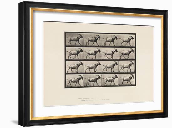 Plate 676. Goat; Walking, 1885 (Collotype on Paper)-Eadweard Muybridge-Framed Giclee Print