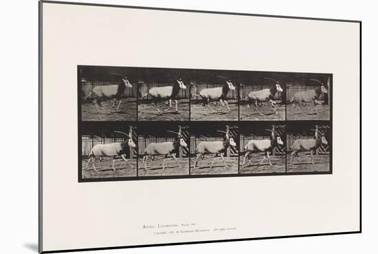 Plate 680. Orex; Galloping, 1885 (Collotype on Paper)-Eadweard Muybridge-Mounted Giclee Print