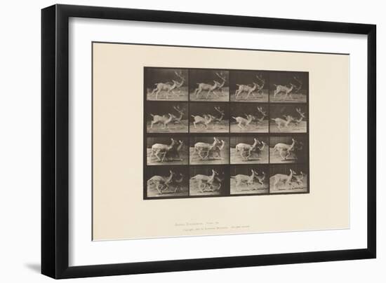 Plate 684. Fallow Deer; A, Buck and Doe; B, Two Does; Trotting, 1885 (Collotype on Paper)-Eadweard Muybridge-Framed Giclee Print