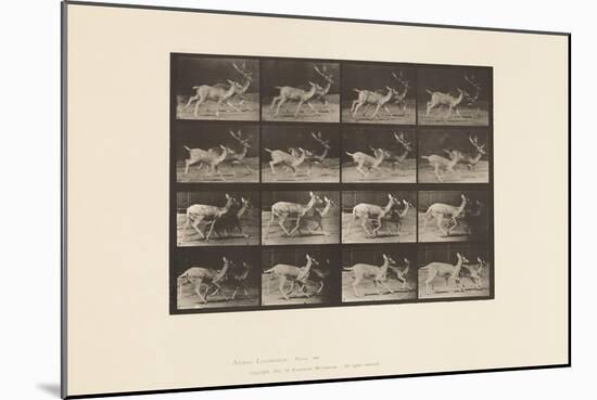 Plate 684. Fallow Deer; A, Buck and Doe; B, Two Does; Trotting, 1885 (Collotype on Paper)-Eadweard Muybridge-Mounted Giclee Print