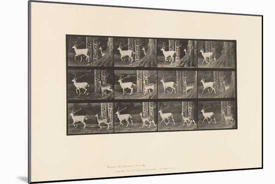 Plate 685. Fallow Deer; Buck and Doe; Trotting, 1885 (Collotype on Paper)-Eadweard Muybridge-Mounted Giclee Print