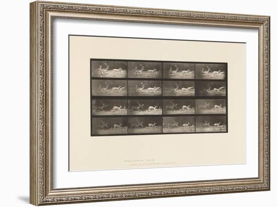 Plate 689. Fallow Deer; A, B, Buck and Group of Does; Galloping, 1885 (Collotype on Paper)-Eadweard Muybridge-Framed Giclee Print